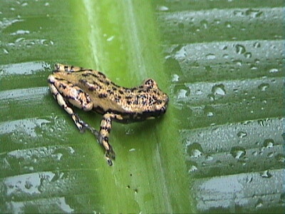 Scinax x-signatus