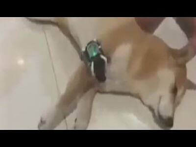 dog whit omnitrix