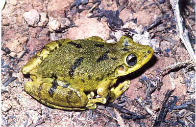 פאזל של Scinax fuscovarius