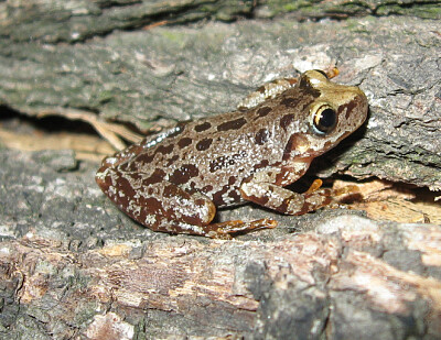 פאזל של Scinax uruguayus