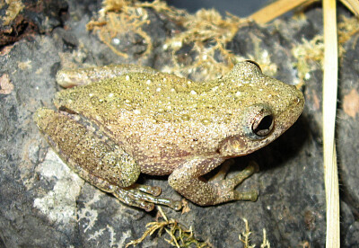 Scinax granulatus