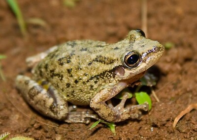 פאזל של Scinax similis