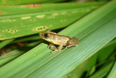 Scinax argyreornatus jigsaw puzzle