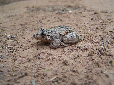 פאזל של Scinax acuminatus