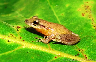 פאזל של Scinax  wandae