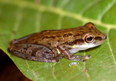 Scinax agilis jigsaw puzzle