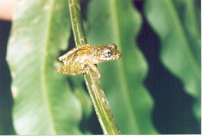 Scinax macadoi