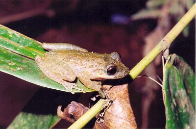 Scinax longilineus jigsaw puzzle