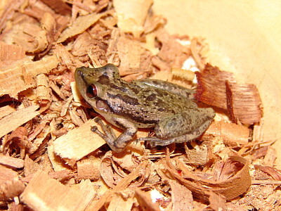 Scinax scupidatus