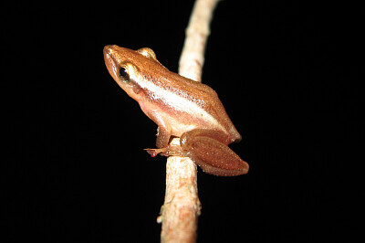 פאזל של Scinax sqalitzostris