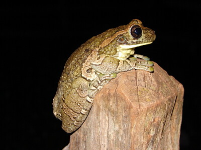 Trachycepalus venulosus jigsaw puzzle