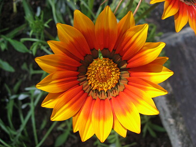 FIORE ARANCIO