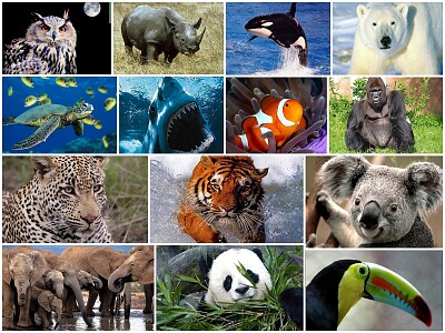 VARIOS ANIMALES jigsaw puzzle