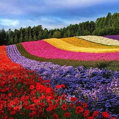 paisaje de flores coloridas