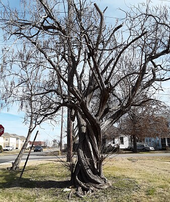 A tree in Fort Smith, AR