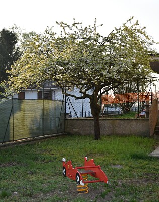 ALBERO PRIMAVERA