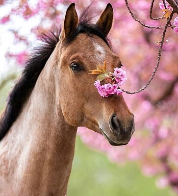 Cavalo jigsaw puzzle