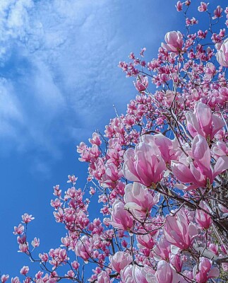 Flores cor de rosa