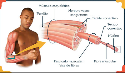 fisiológicas do músculo com aumento da forçaFerra