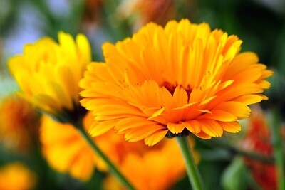 פאזל של Calendula