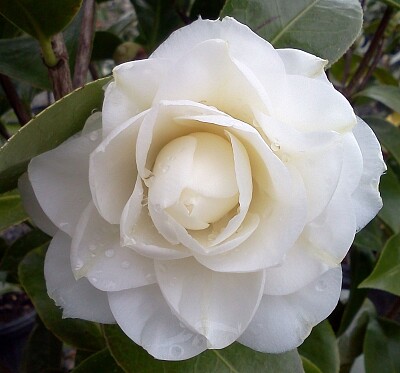 פאזל של Camelia