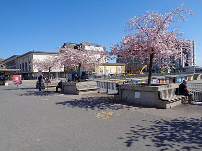 Neuchatel cerisier du Japon