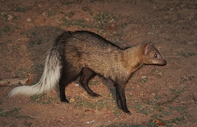 פאזל של Mangusta dalla codabianca