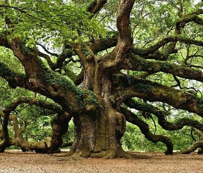 UNA MERAVIGLIA DELLA NATURA