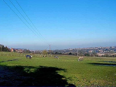 Horses In Field