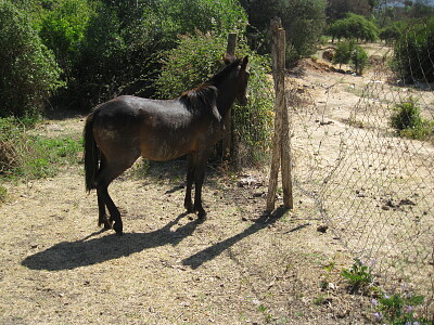 פאזל של caballo