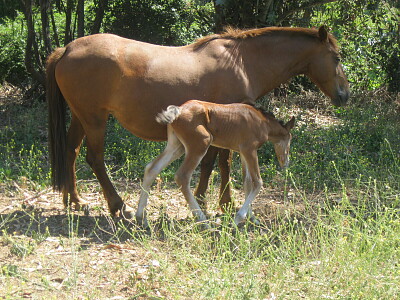 yegua y cría