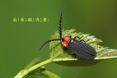 פאזל של 南華鋸角螢