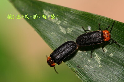 梭德氏脈翅螢