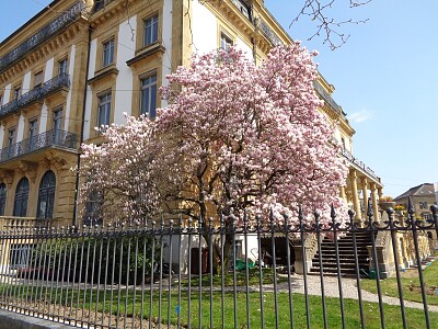 Neuchâtel Magnolia BCN