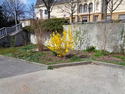 Neuchâtel forsythia Port