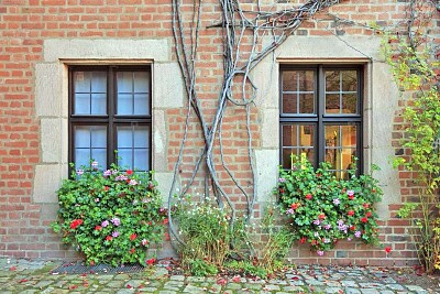 ventanas y flores