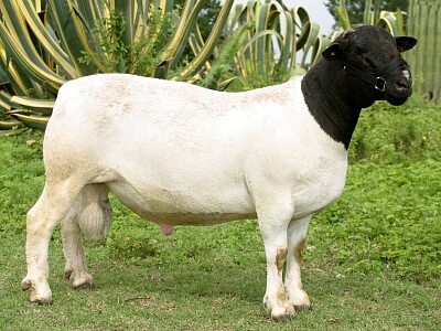 Pecoraa blackead persian