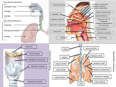 SISTEMA RESPIRATORIO