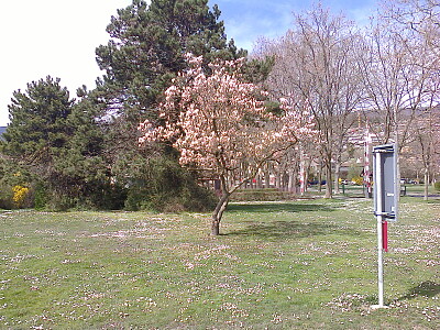 Auvernier magnolia