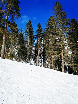 פאזל של Neve e floresta