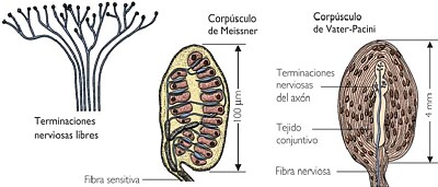 terminaciones nerviosas