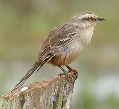 פאזל של Calandria1