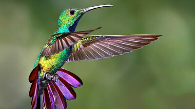 פאזל של Colibri