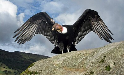 פאזל של Condor
