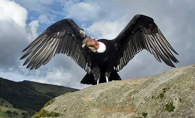 Condor jigsaw puzzle