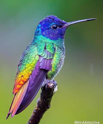 Colibri1