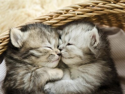 dos gatitos durmiendo juntos