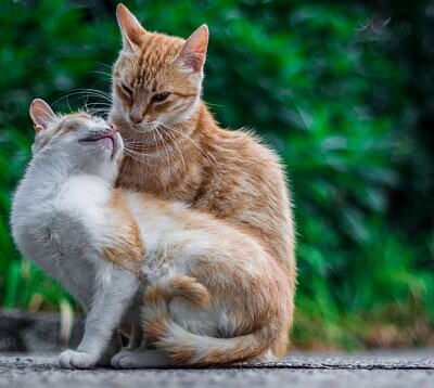 dos gatos hermosos juntos