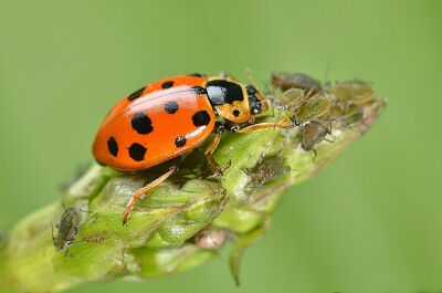 Coccinella dai tredici punti jigsaw puzzle