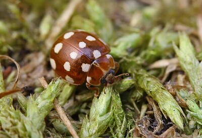 Coccinella color crema